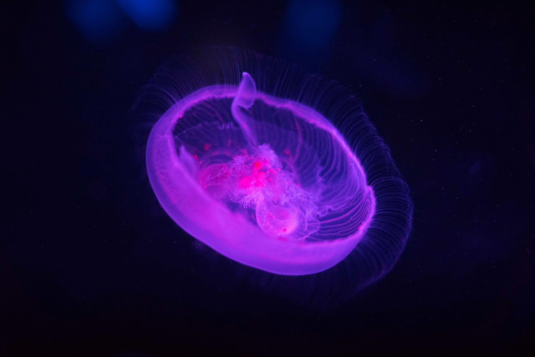 Rhyl SeaQuarium - Photo