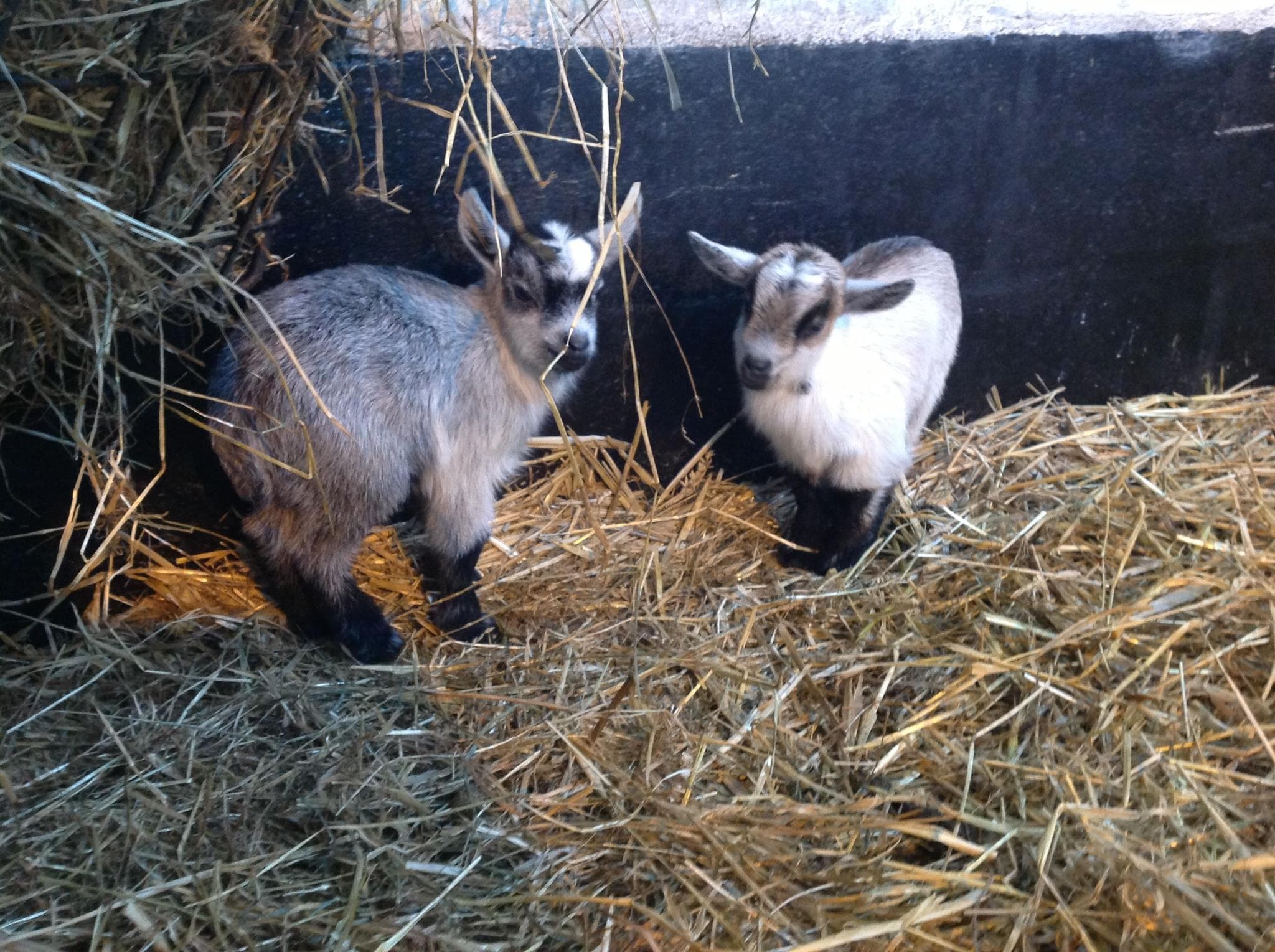 Tweddle Children's Animal Farm - Photo