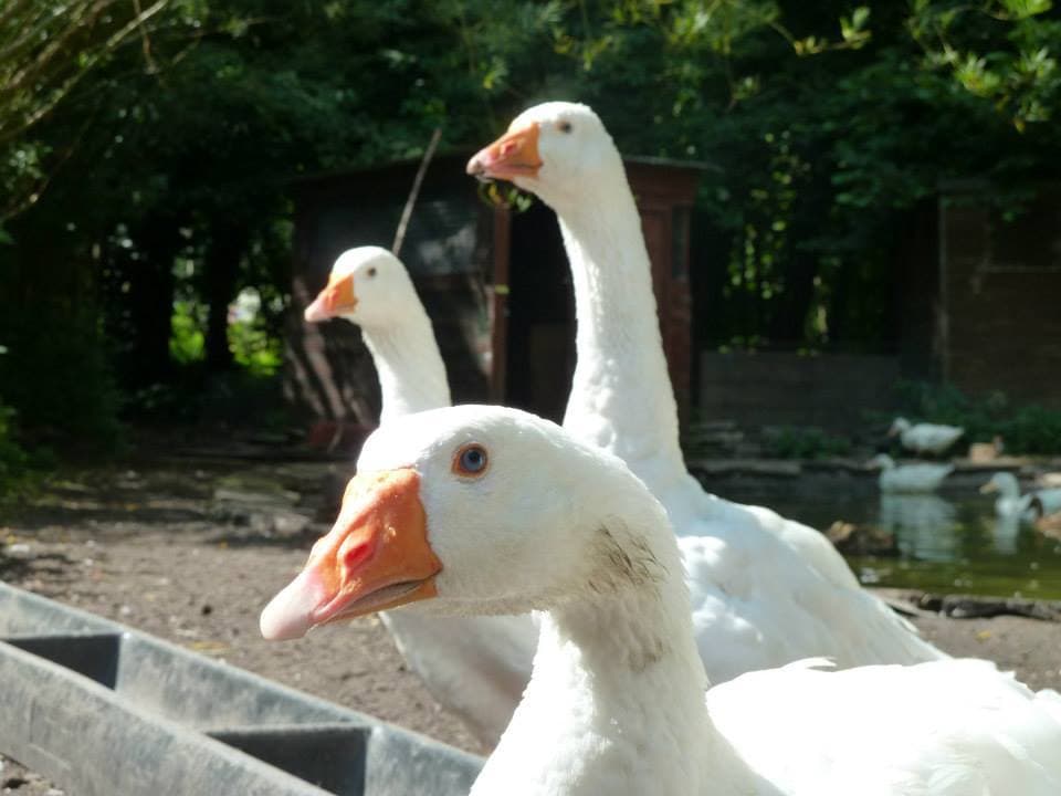 Rice Lane City Farm