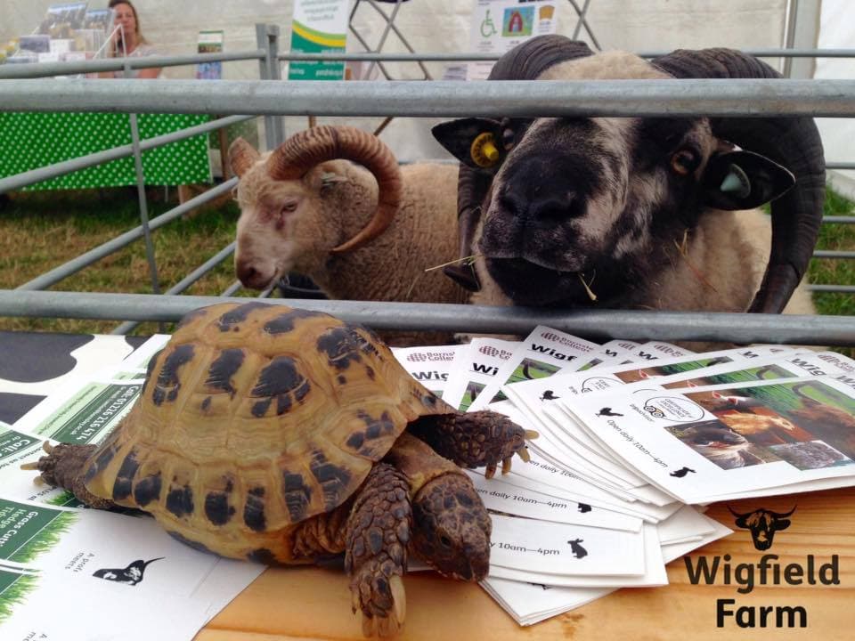 Wigfield Farm - Photo