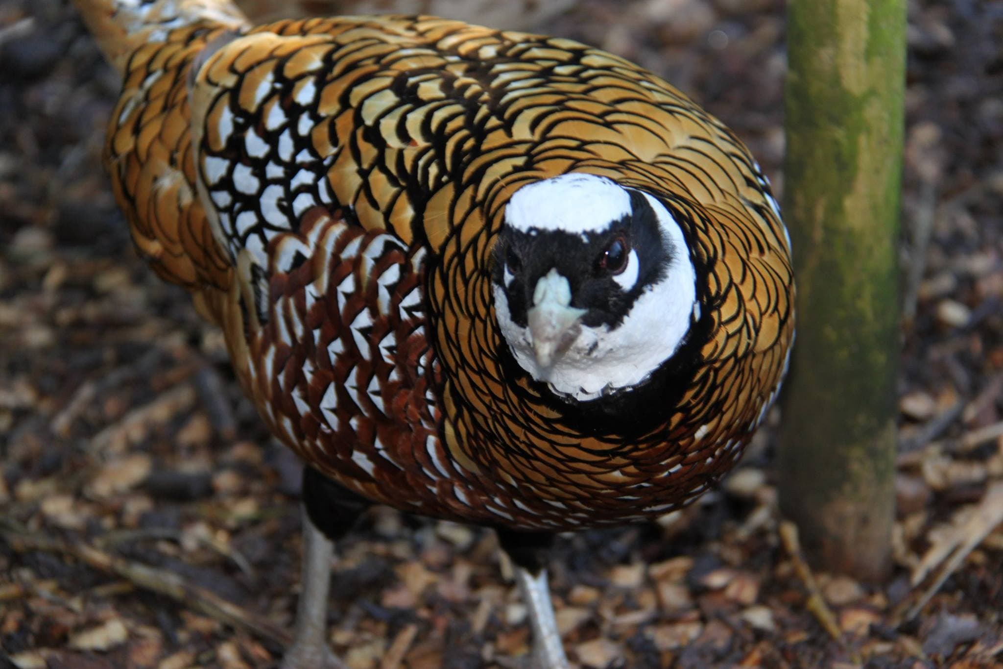 Birmingham Wildlife Conservation Park - Photo 1