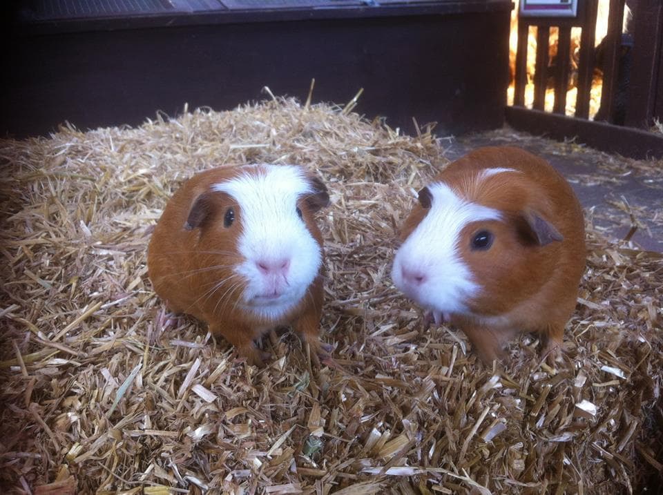 Rare Breeds Centre - Photo