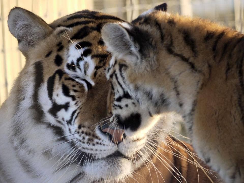 Lincolnshire Wildlife Park - Photo