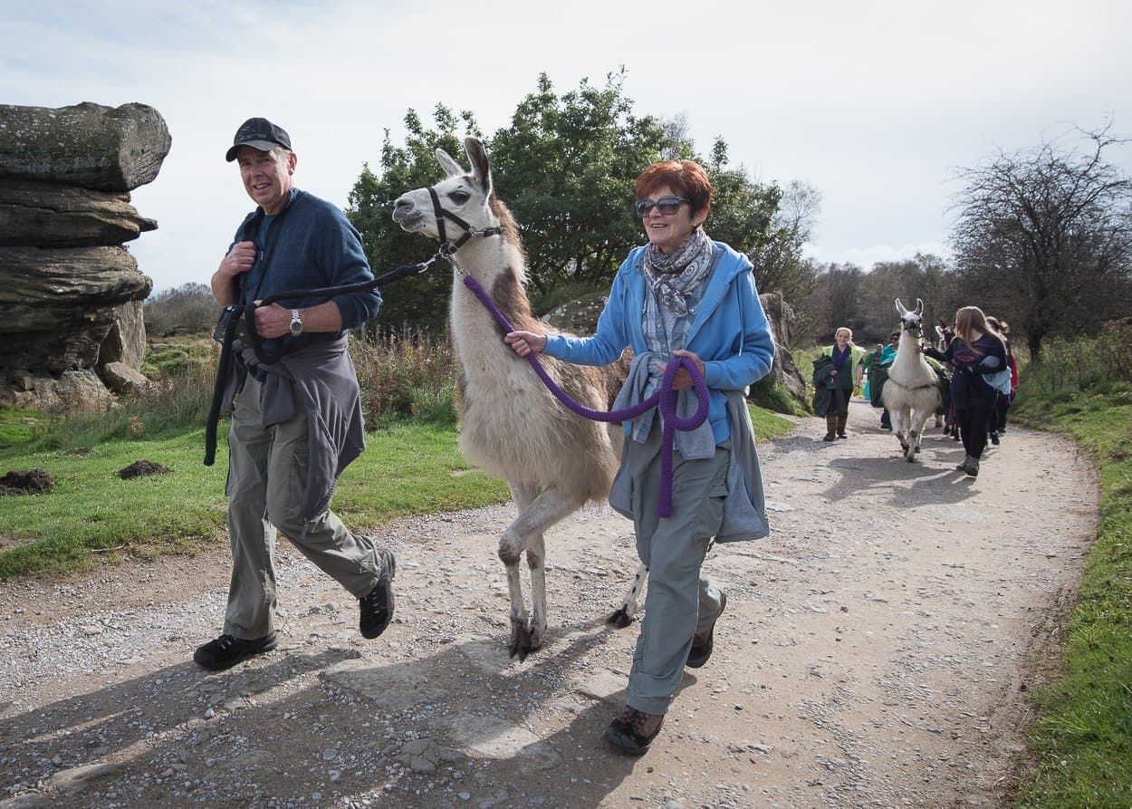 Nidderdale Llamas