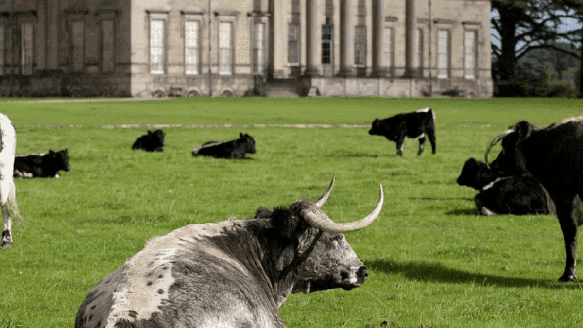 National Trust Attingham Park - Photo