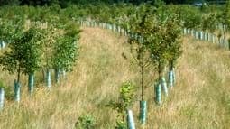 Wheata Woods - Photo