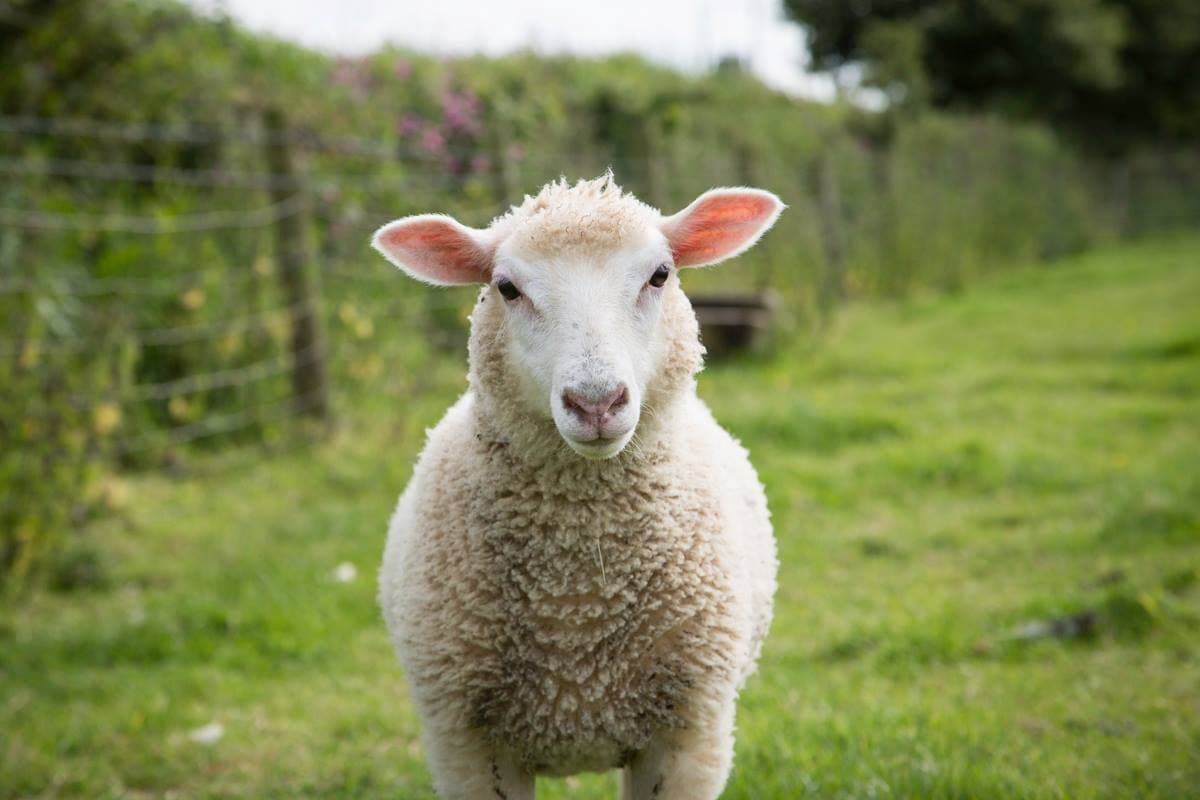 Dairyland Farm Park - Photo