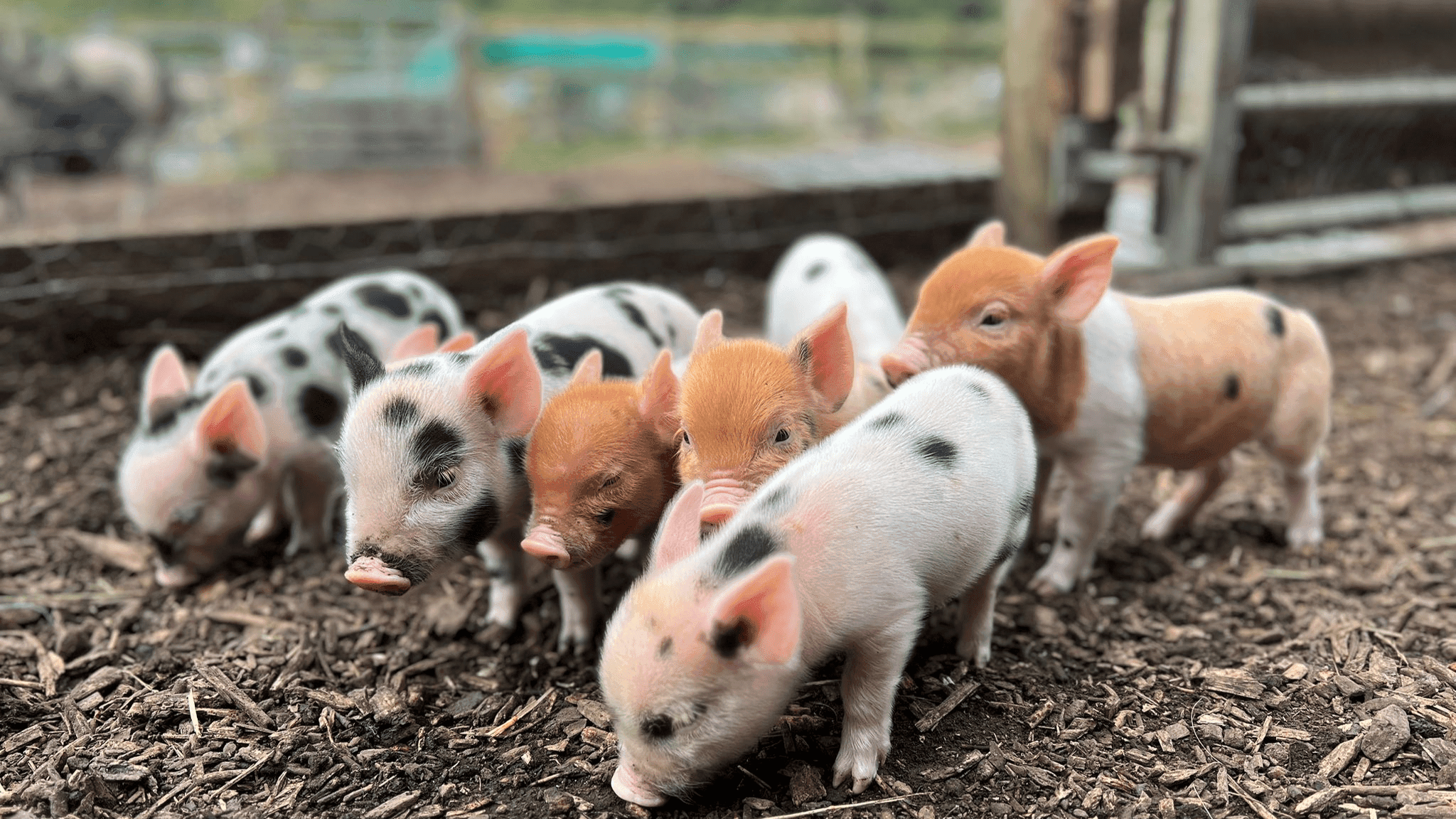 Kew Little Pigs