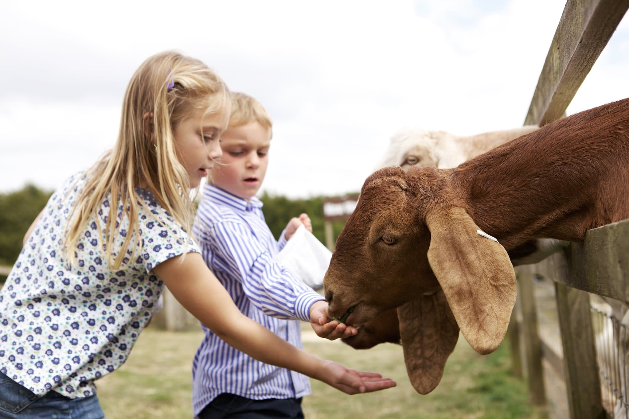 Cotswold Farm Park