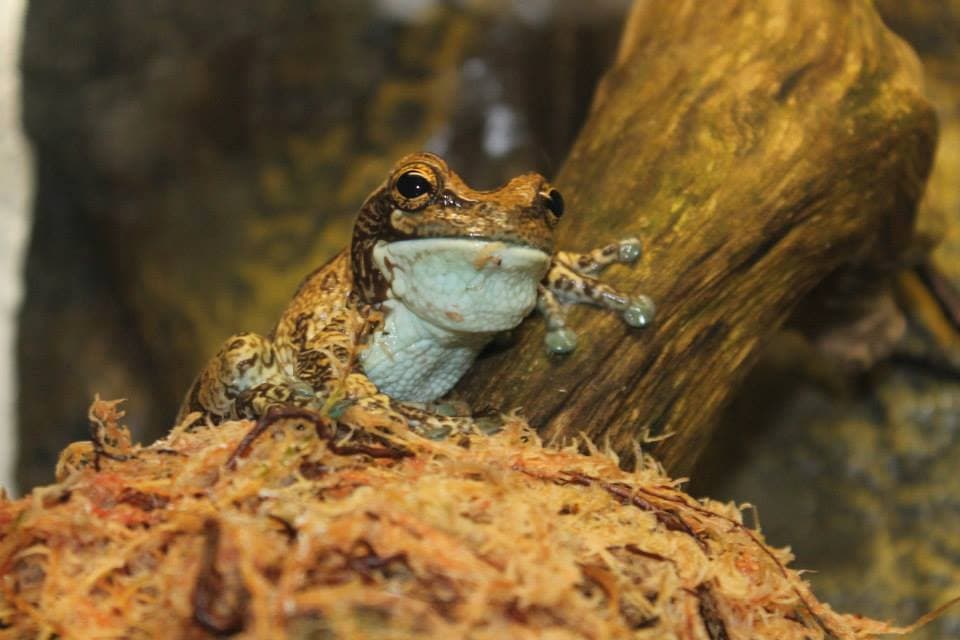 Amazonia - Photo