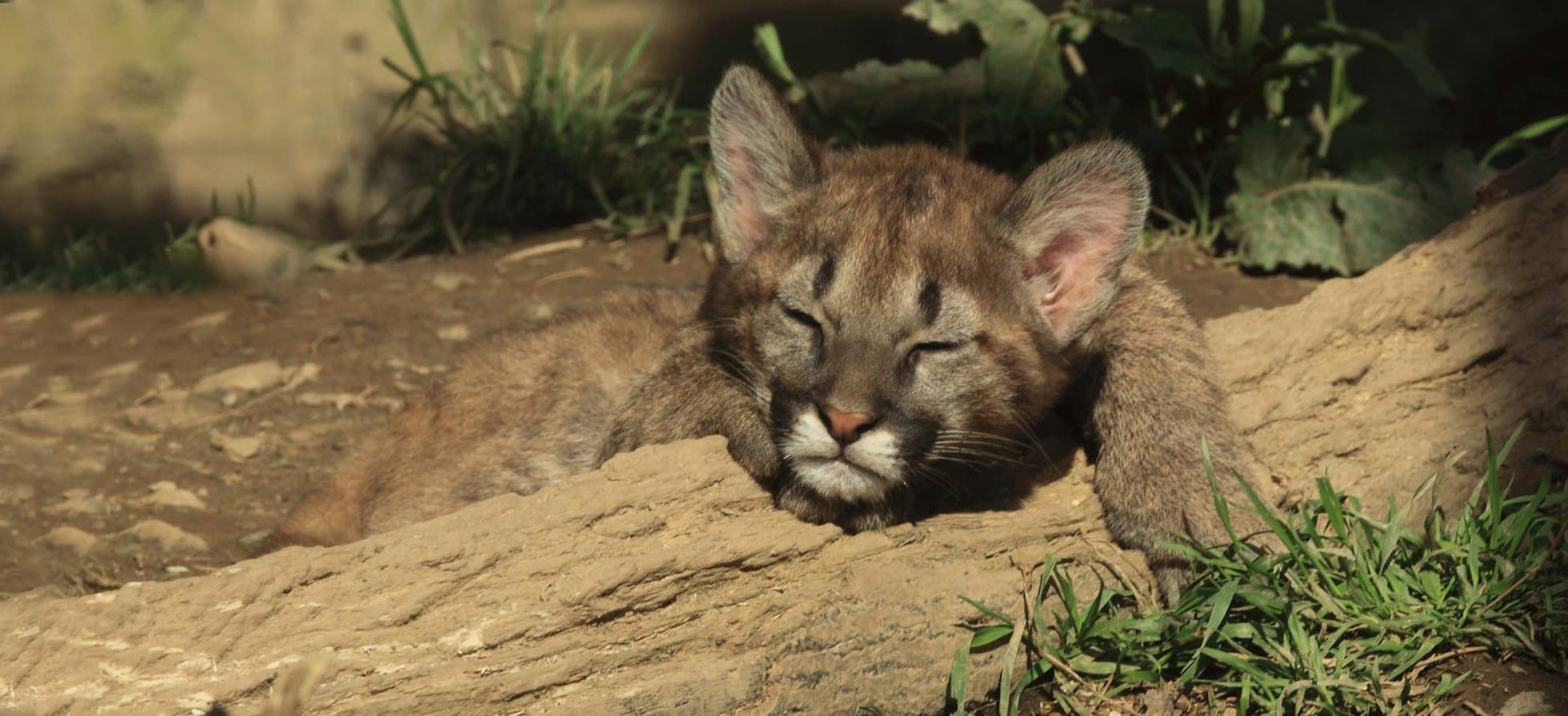 Exmoor Zoo - Photo