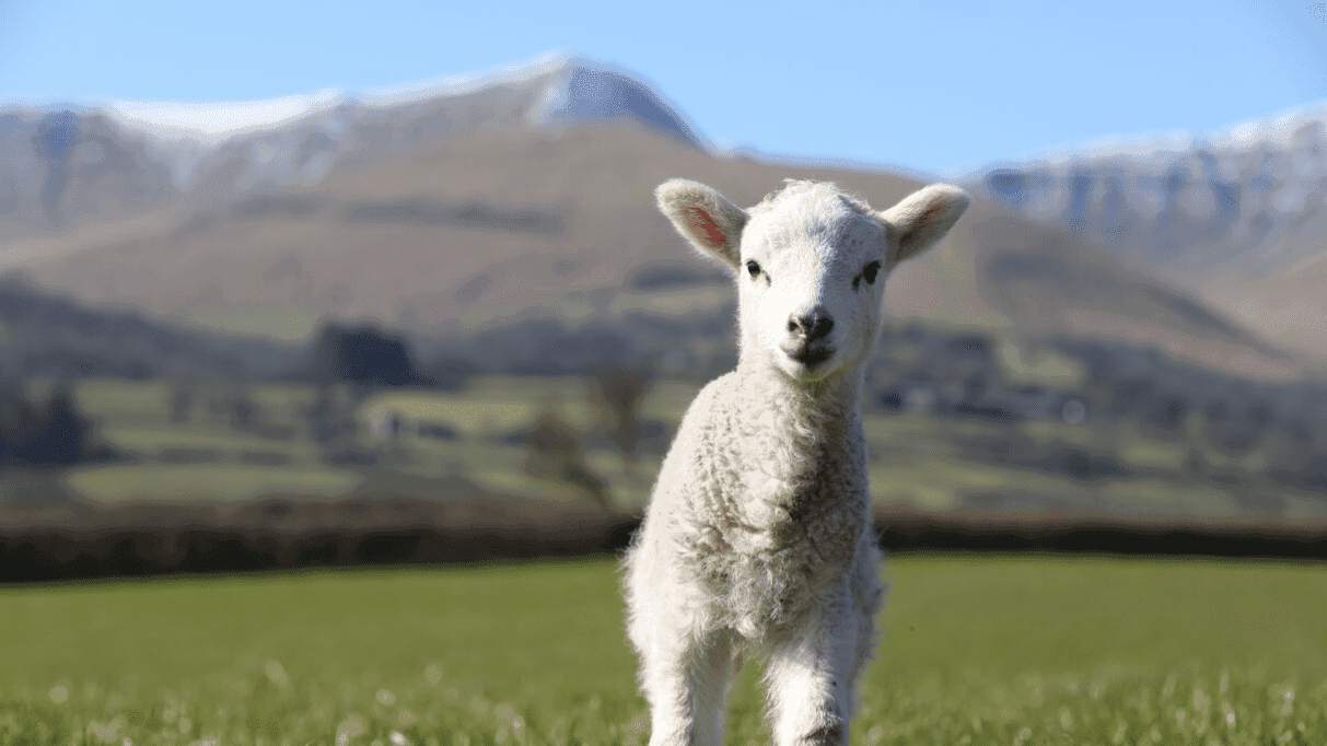Cantref Adventure Farm - Photo