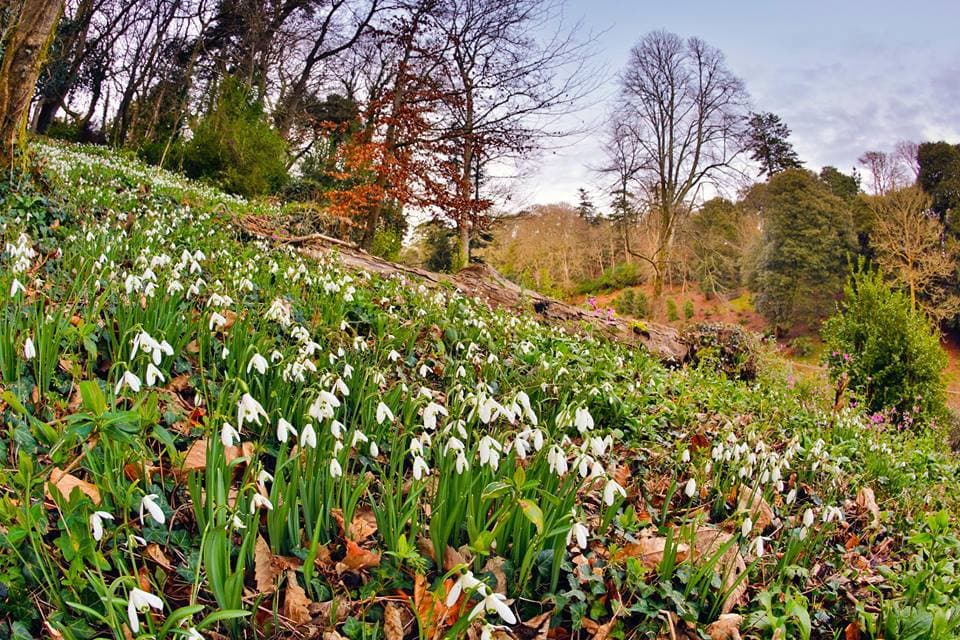 Trebah Gardens
