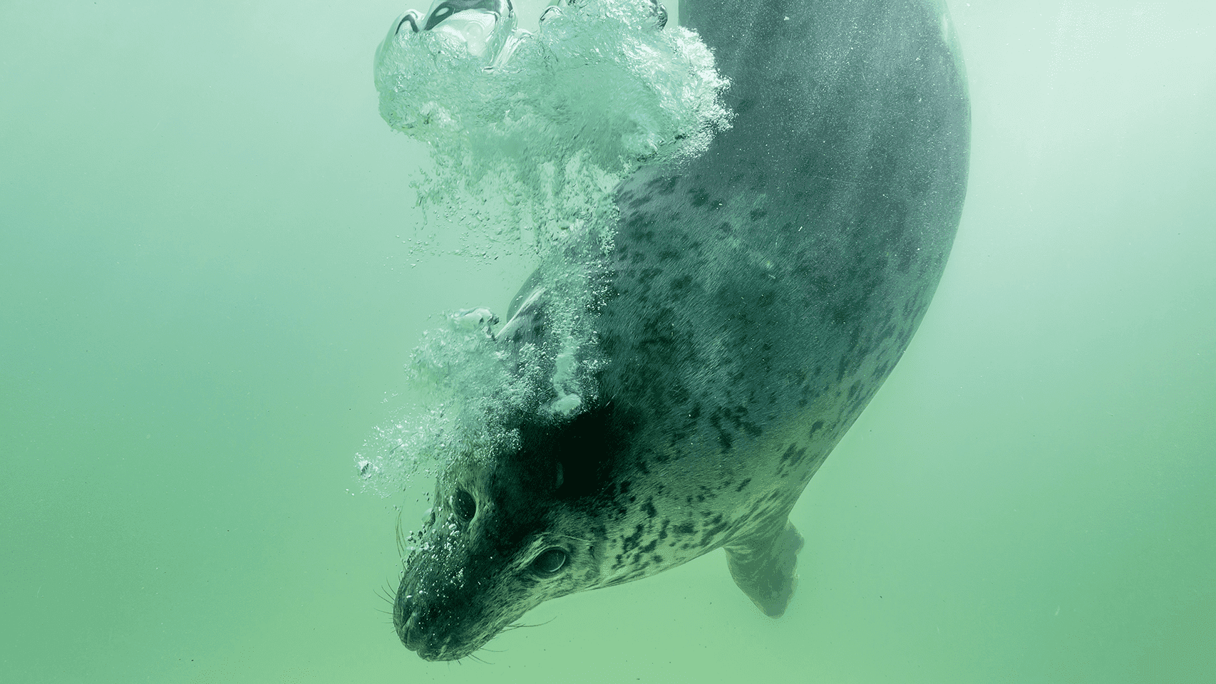 Cornish Seal Sanctuary - Photo