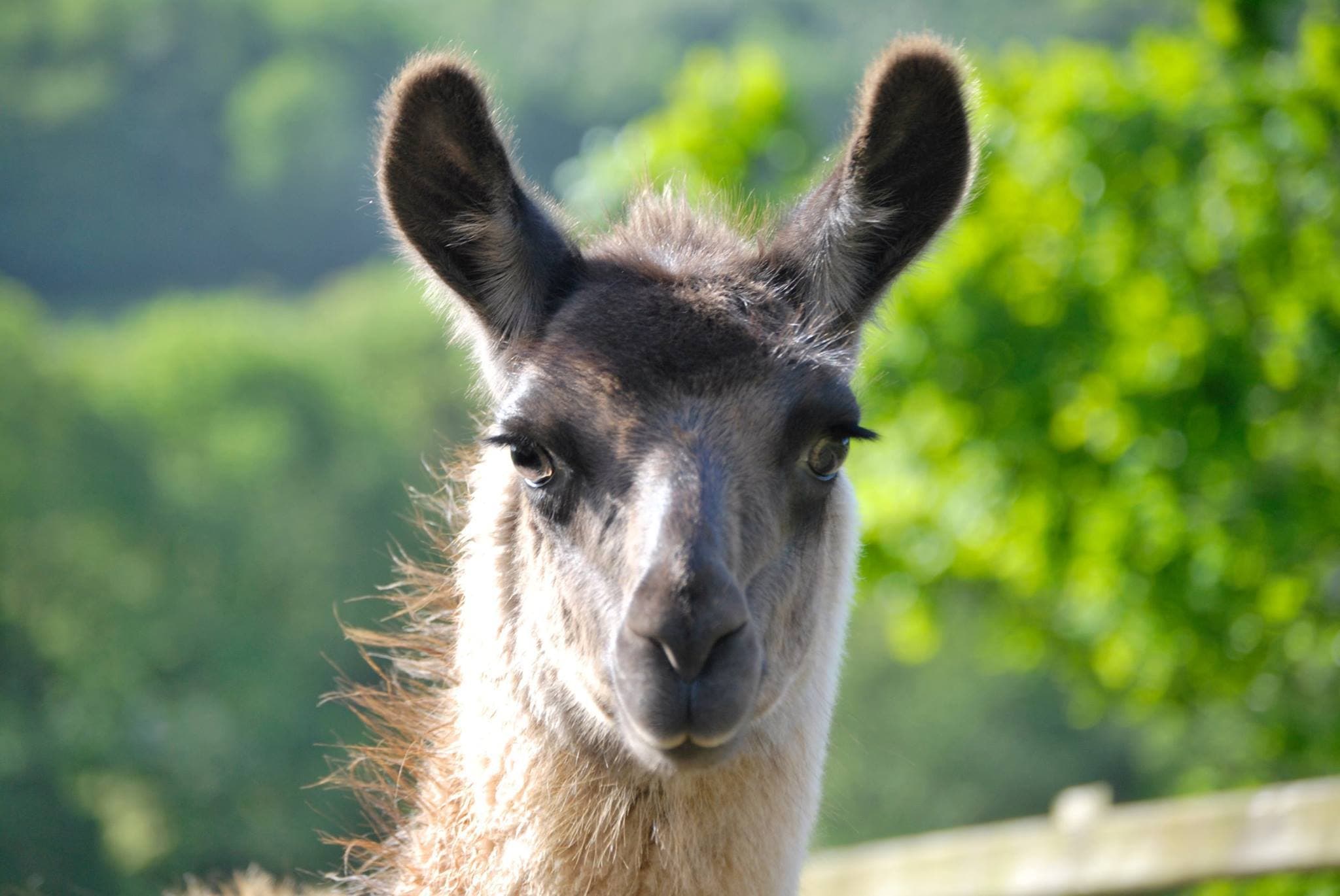 Llama Trekking at Old King Street Farm - Photo