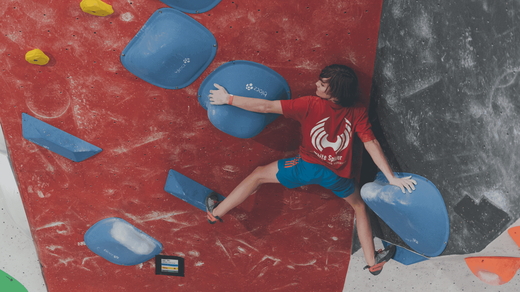 Red Spider Climbing