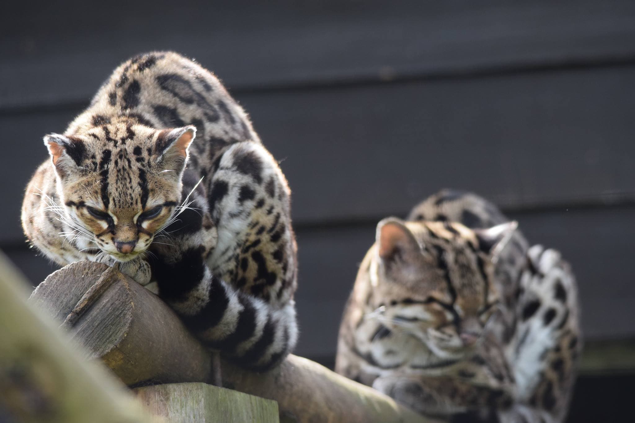 Welsh Mountain Zoo