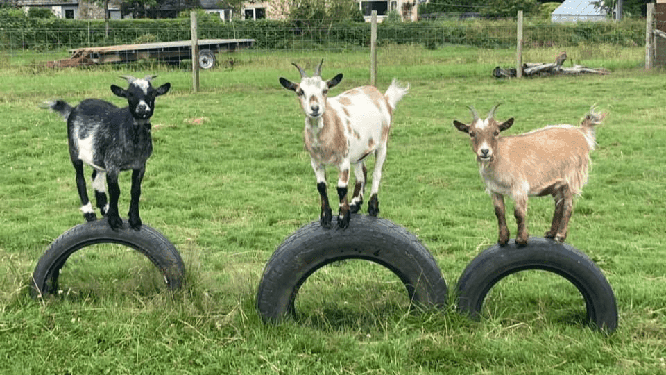 Foxdown Childrens Farm