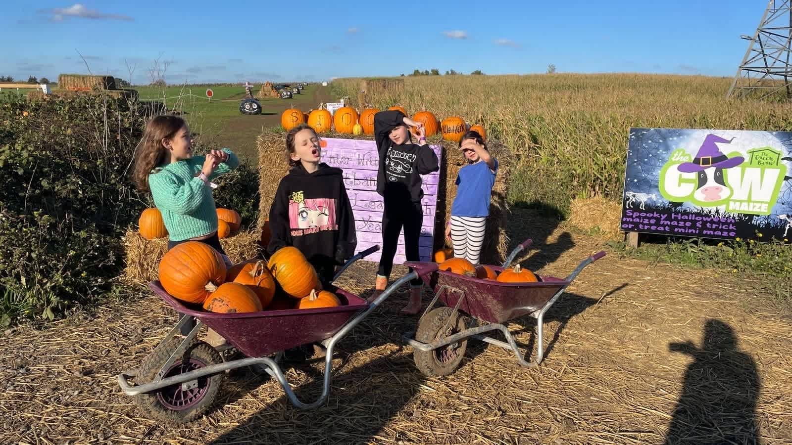 THE PUMPKIN FIELD- Green Barn Farm