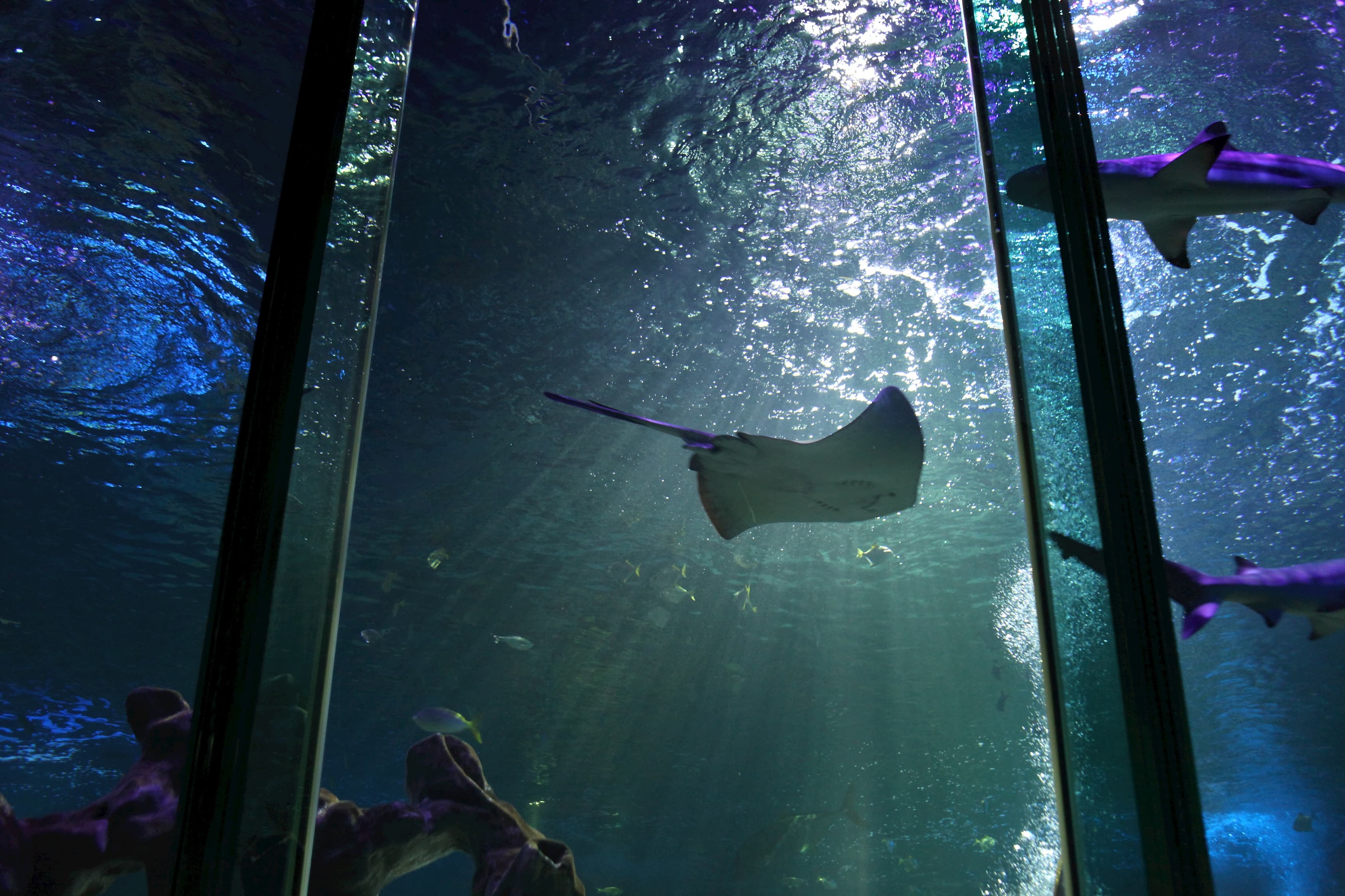 SEA LIFE Blackpool - Photo