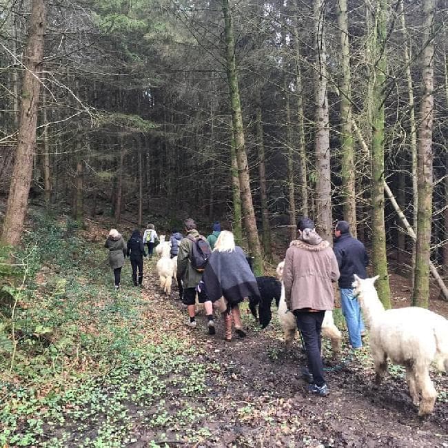 Alpaca Trekking with Bearhouse Alpacas
