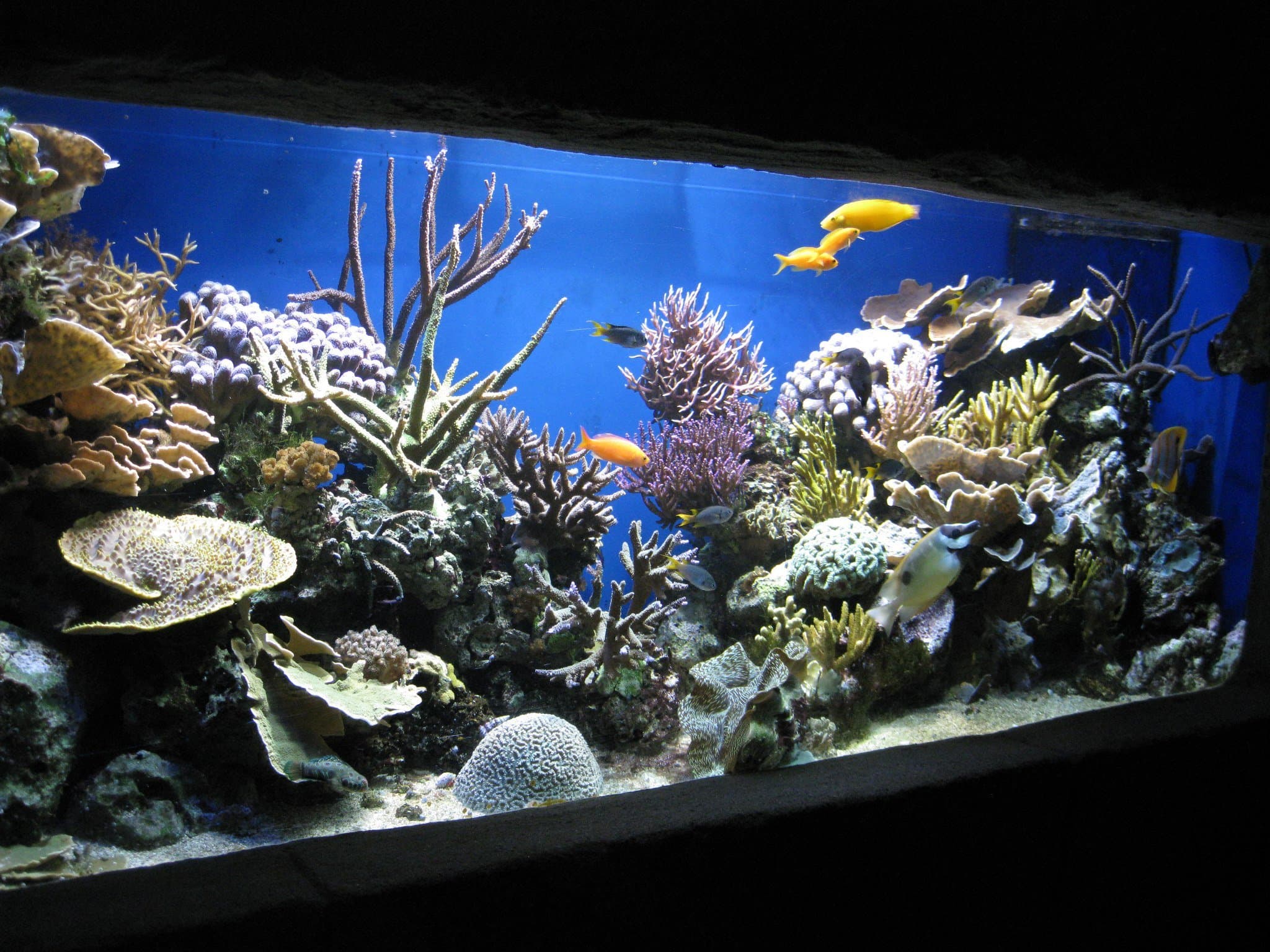 Blue Reef Aquarium Newquay - Photo