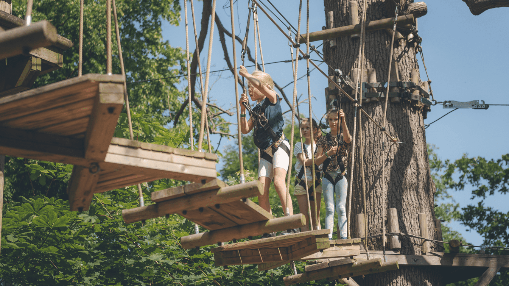 Wild Wood Adventure - Photo