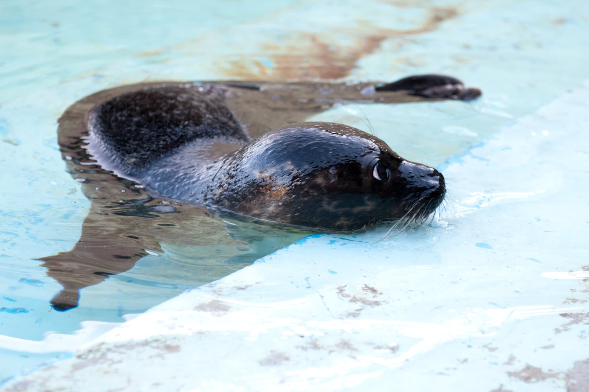 St Andrews Aquarium