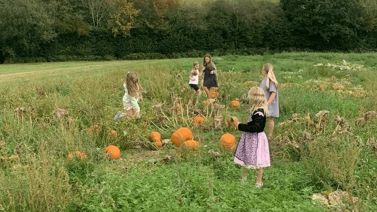 Pumpkin Picking at Stonehill Farm - Photo 1