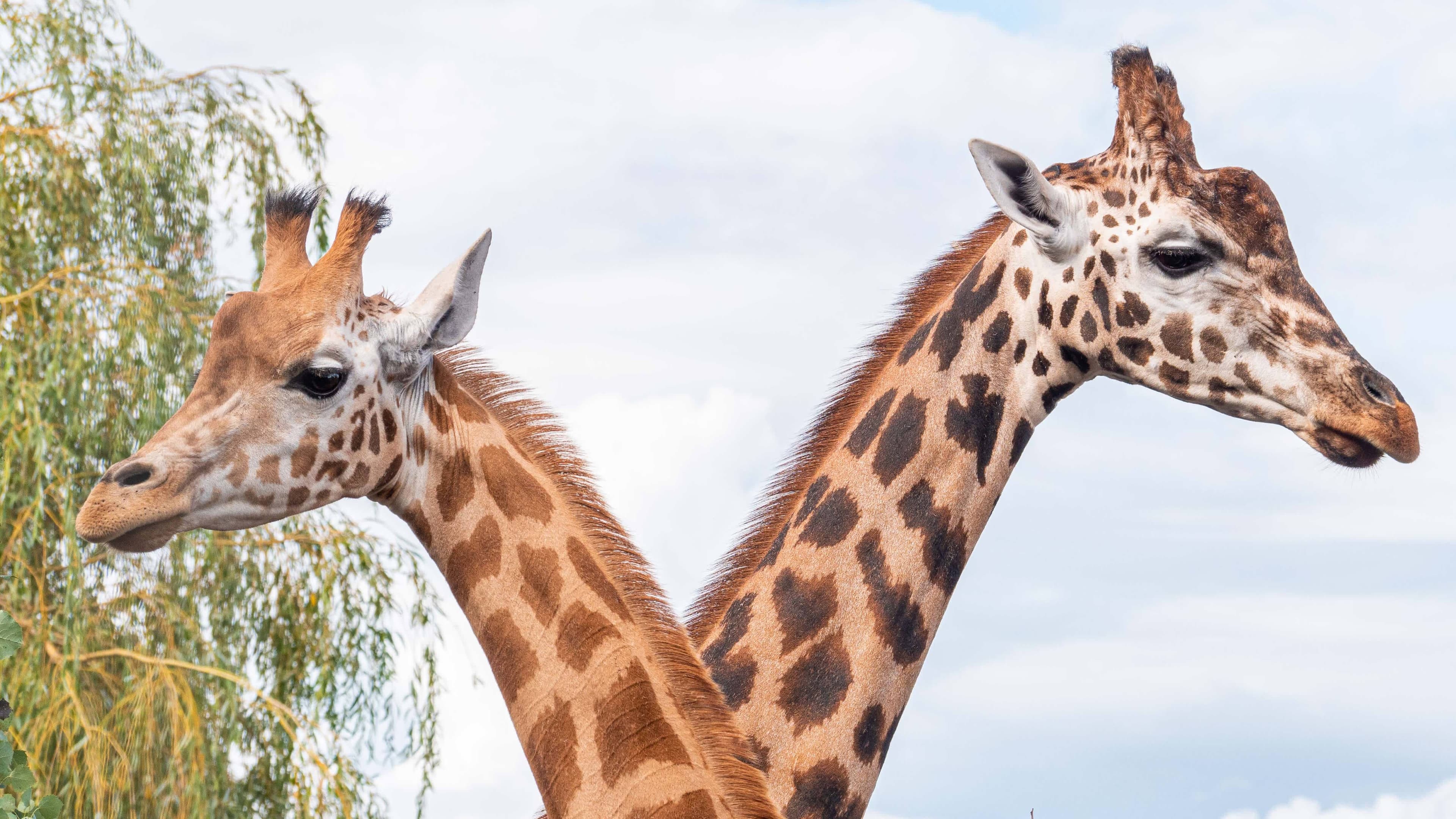 Noah's Ark Zoo Farm - Photo