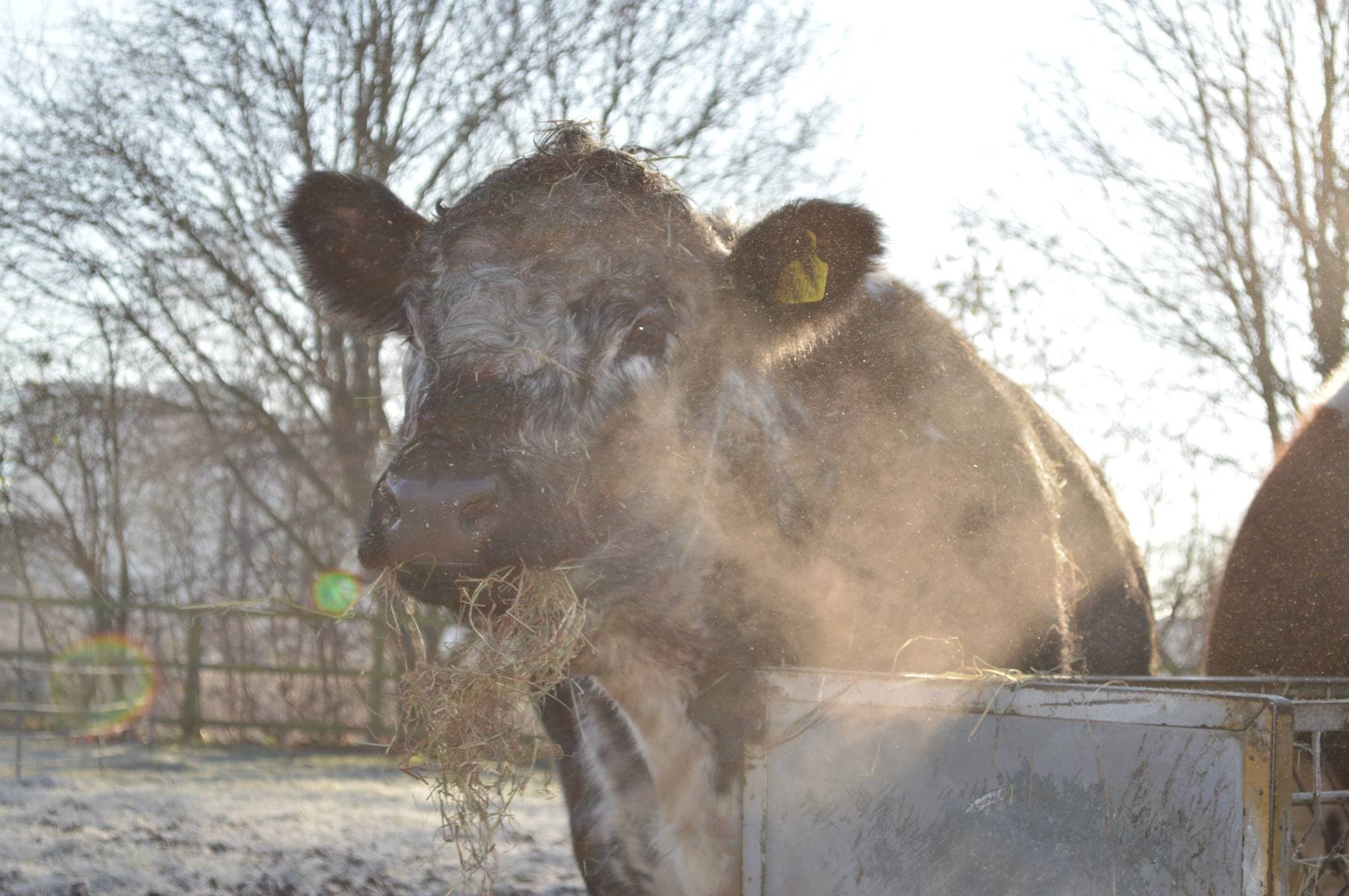 Deen City Farm - Photo 1
