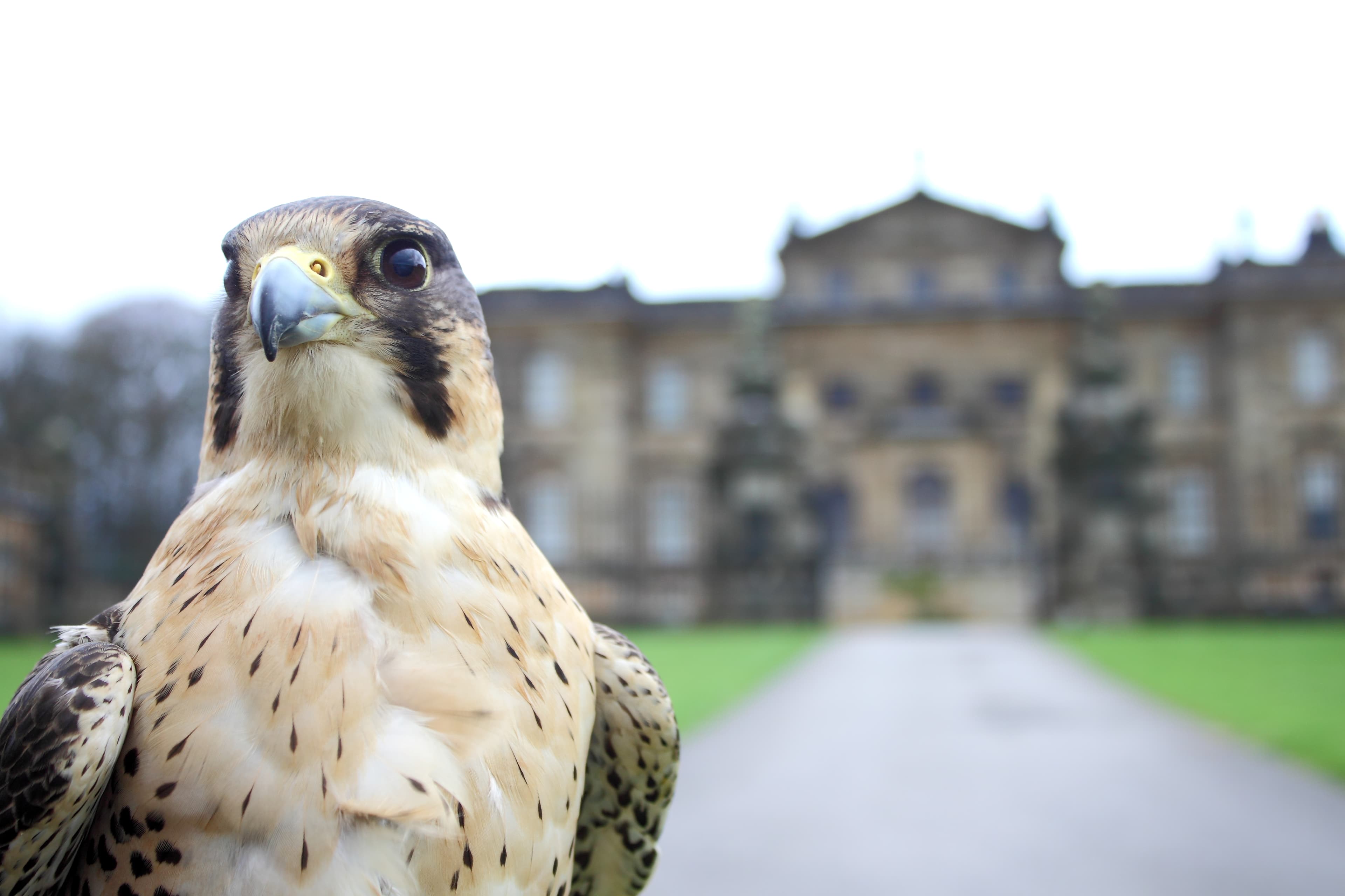 National Centre for Birds of Prey - Photo