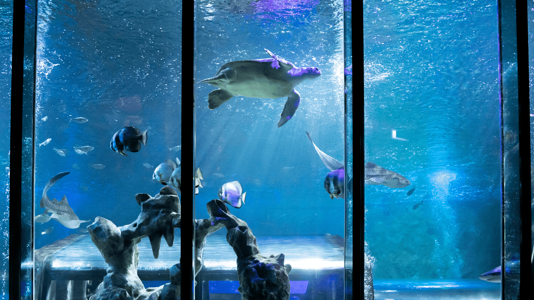 SEA LIFE Blackpool