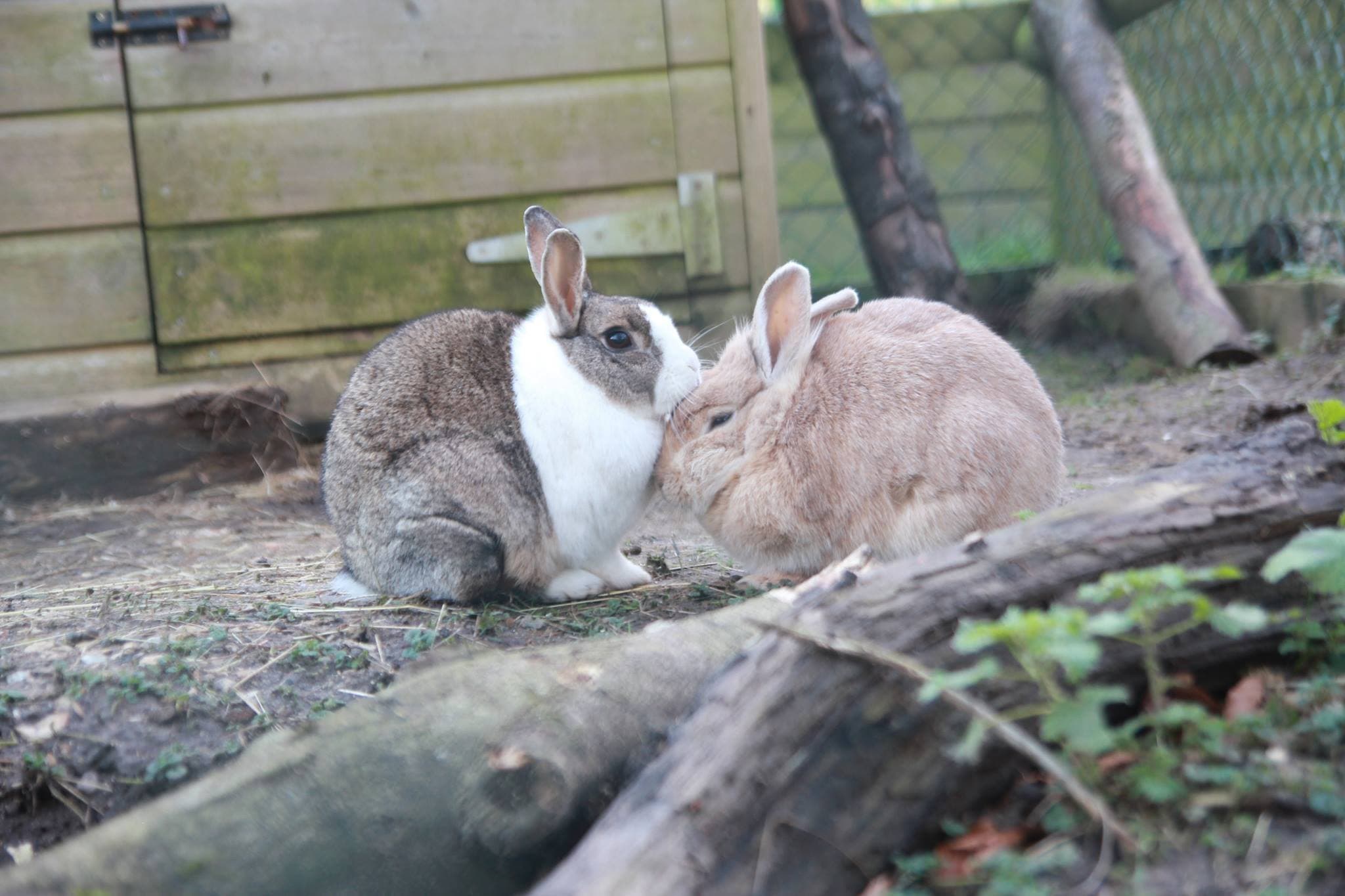 Kingston Maurward Gardens & Animal Park - Photo