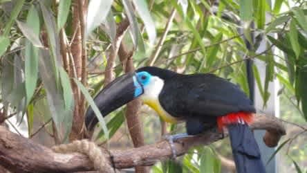The Living Rainforest - Photo