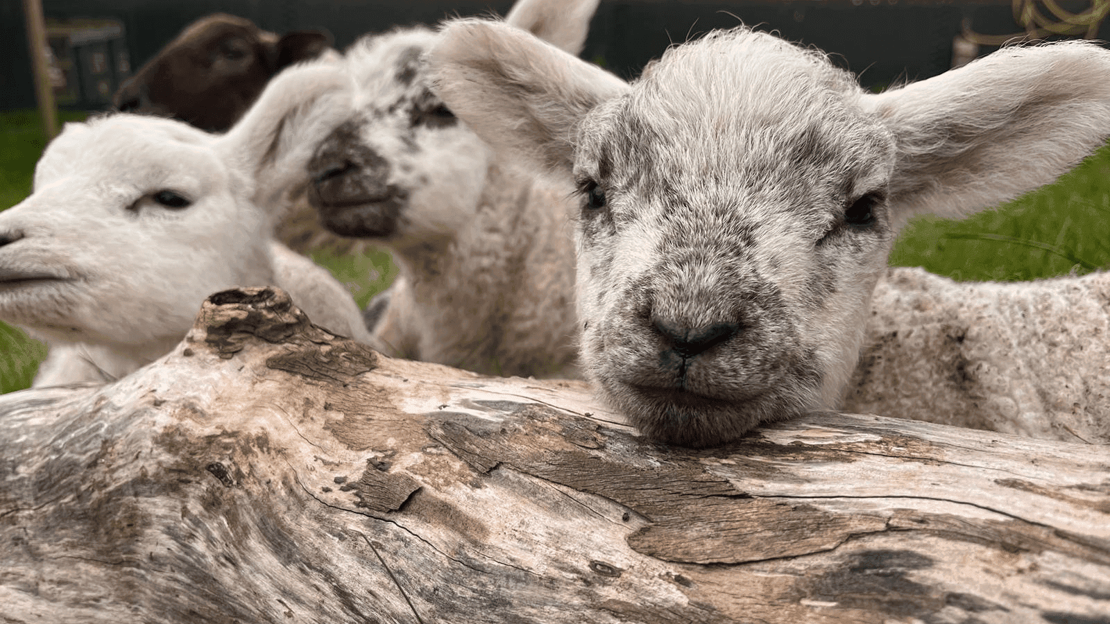 Easton Farm Park - Photo