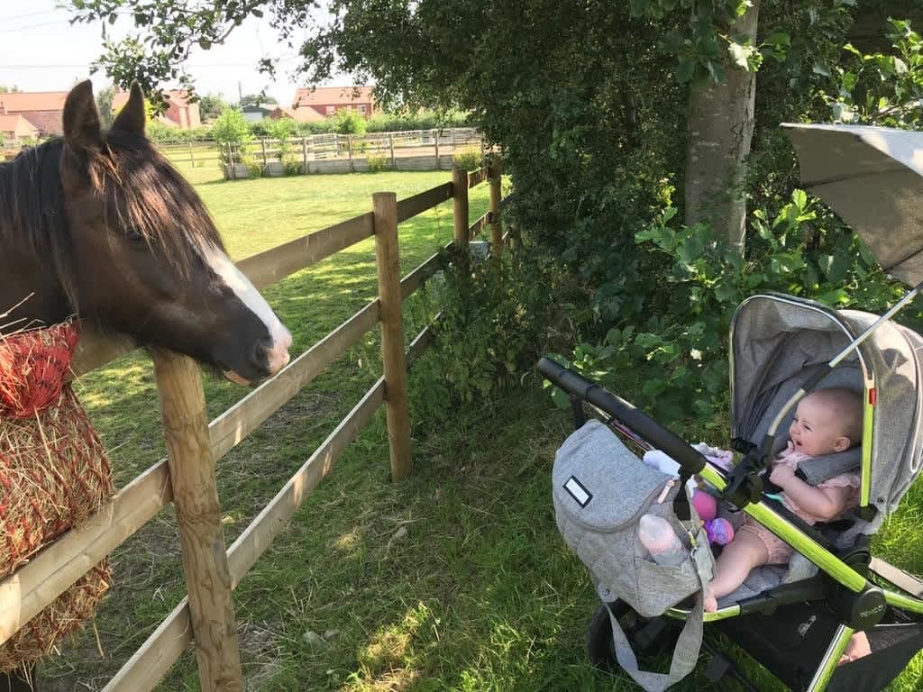 Bransby Horses