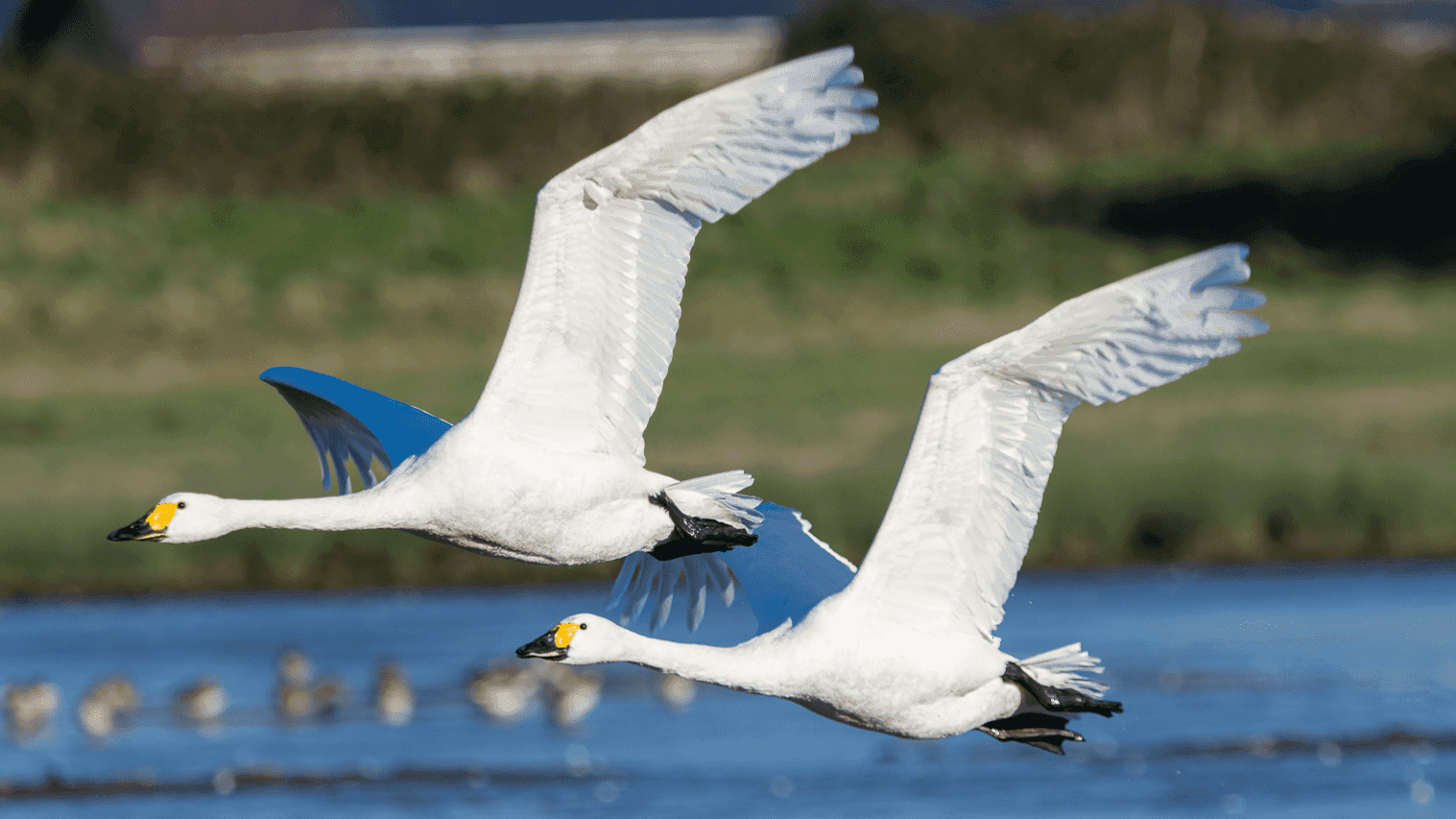 WWT Slimbridge Wetland Centre - Photo