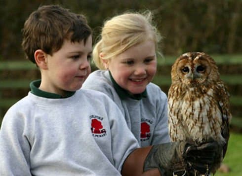 Gauntlet Birds of Prey, Eagle & Vulture Park - Photo