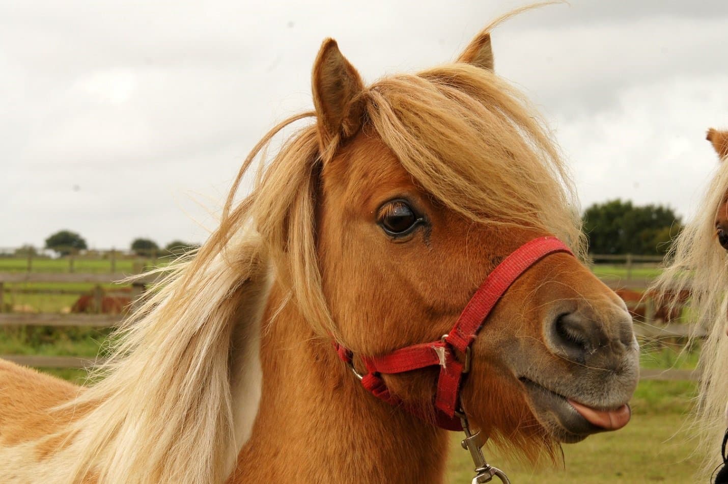 Redwings Horse Sanctuary Aylsham
