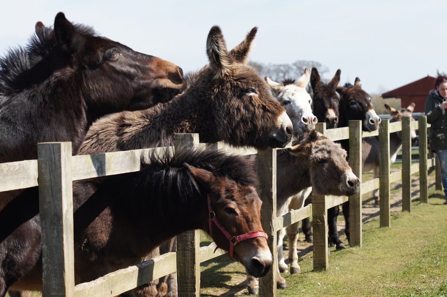 Redwings Horse Sanctuary Caldecott