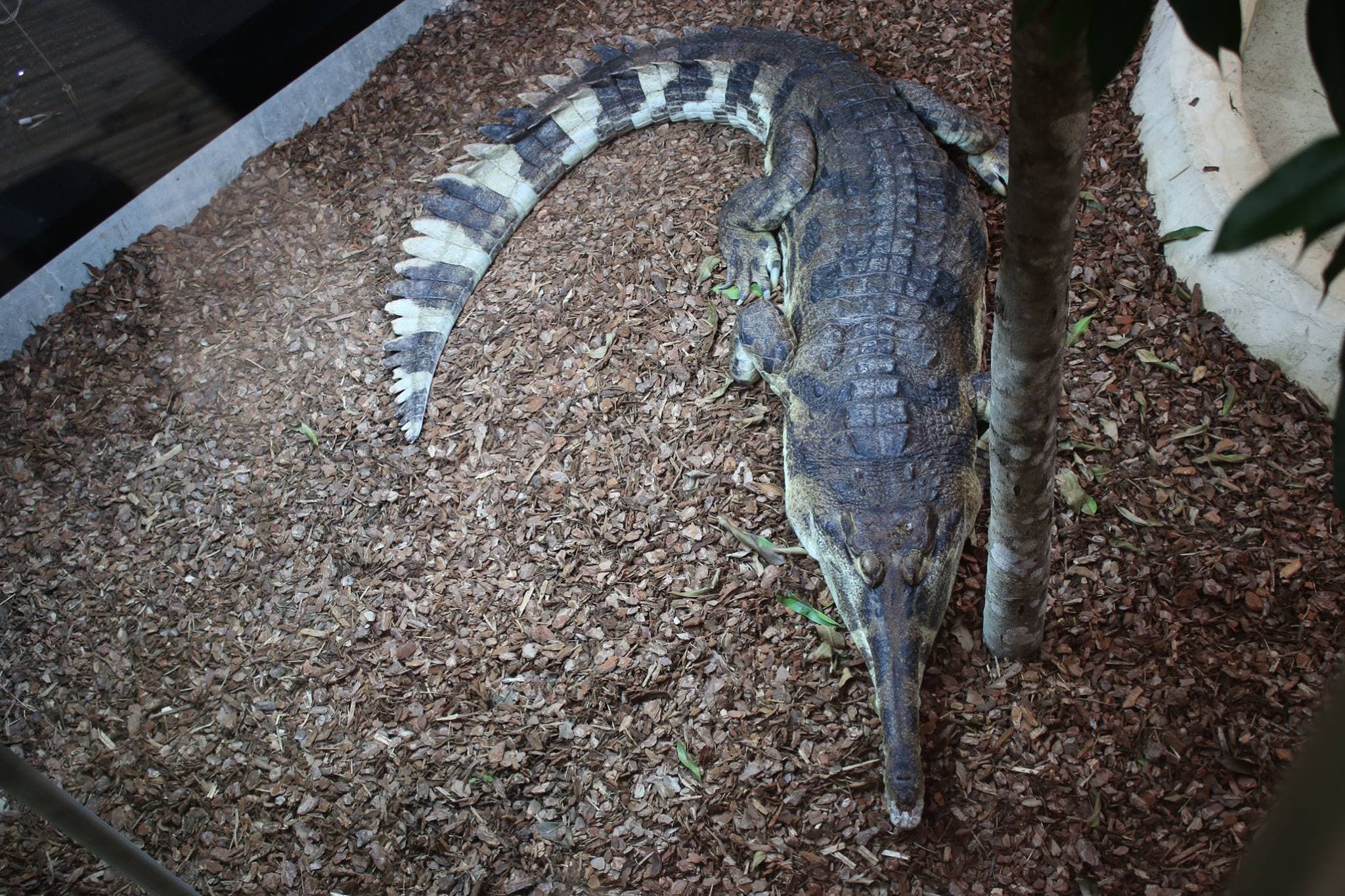 Crocodiles of the World - Photo