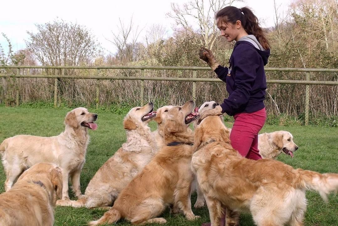The Golden Retriever Experience - Photo 1