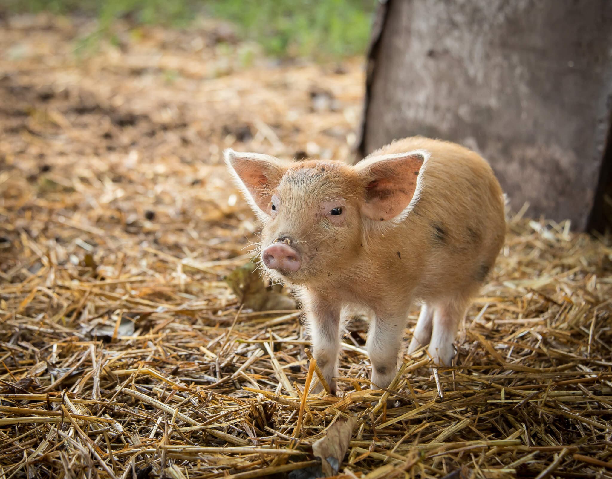 Fordhall Organic Farm - Photo
