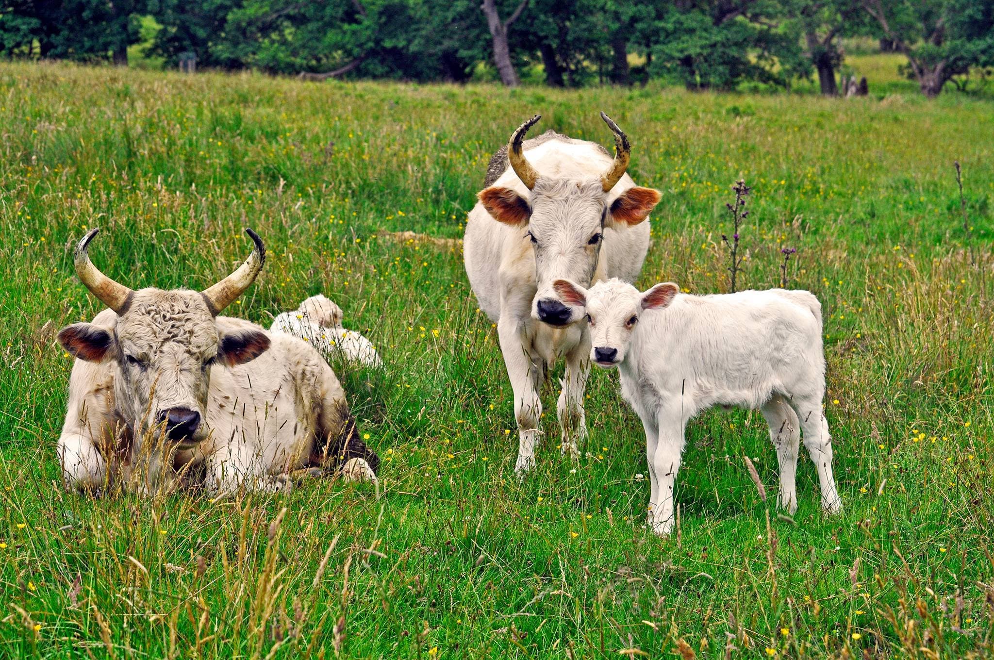 Chillingham Wild Cattle Park - Photo 1