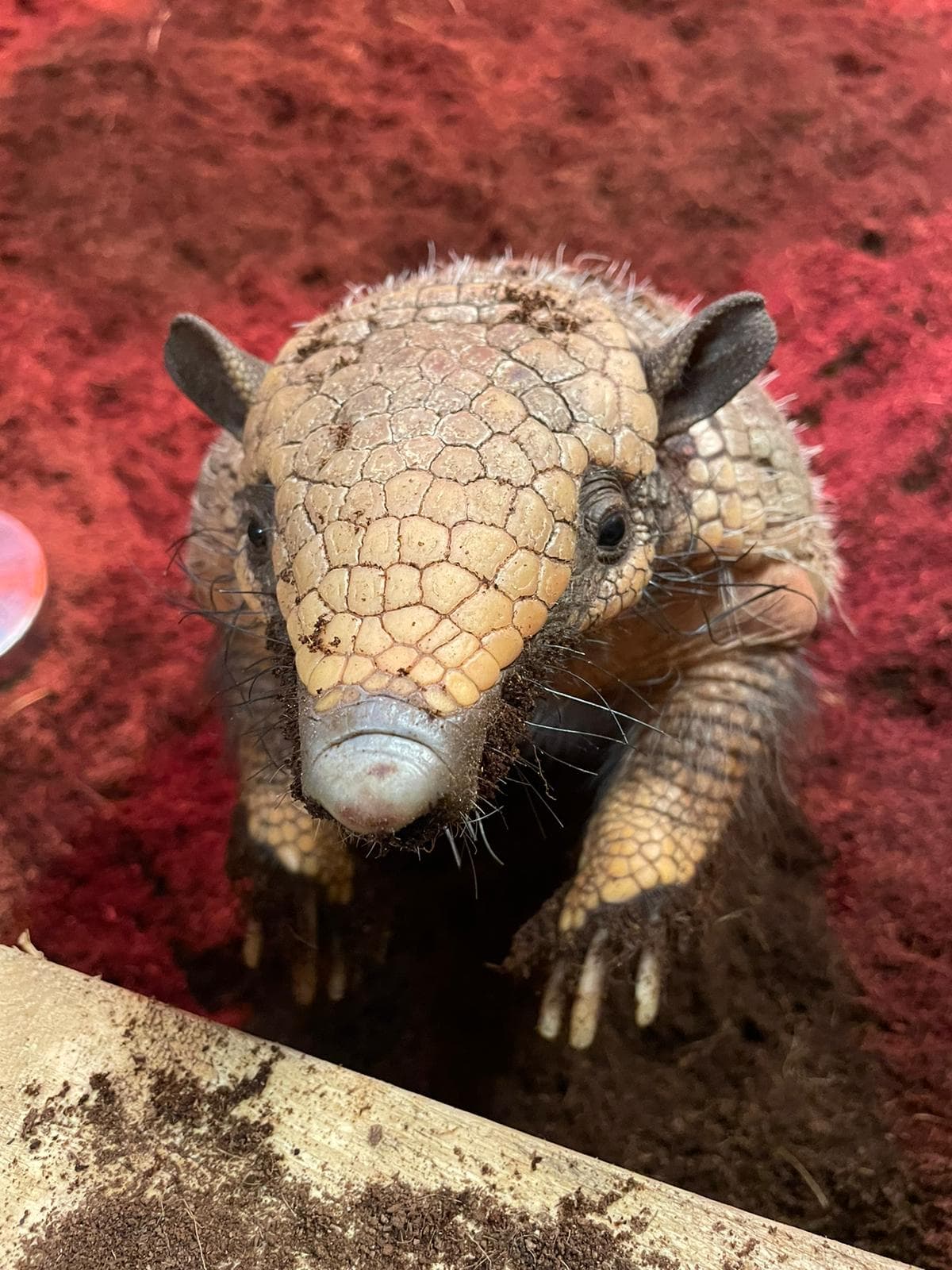 Jimmy's Farm and Wildlife Park - Photo