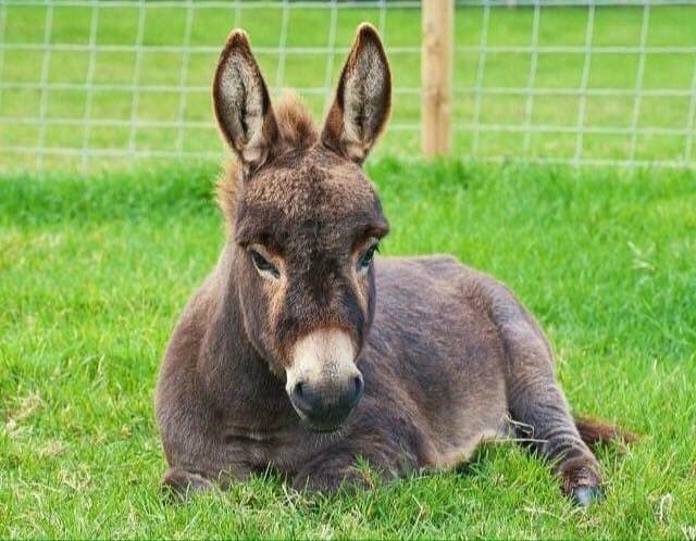 Chew Valley Animal Park - Photo