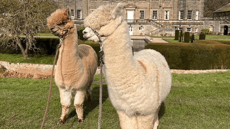 CLARY MEADOWS ALPACAS - Photo