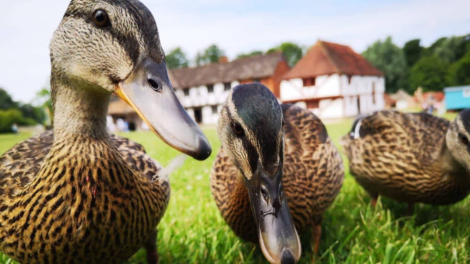 Weald and Downland Living Museum - Photo