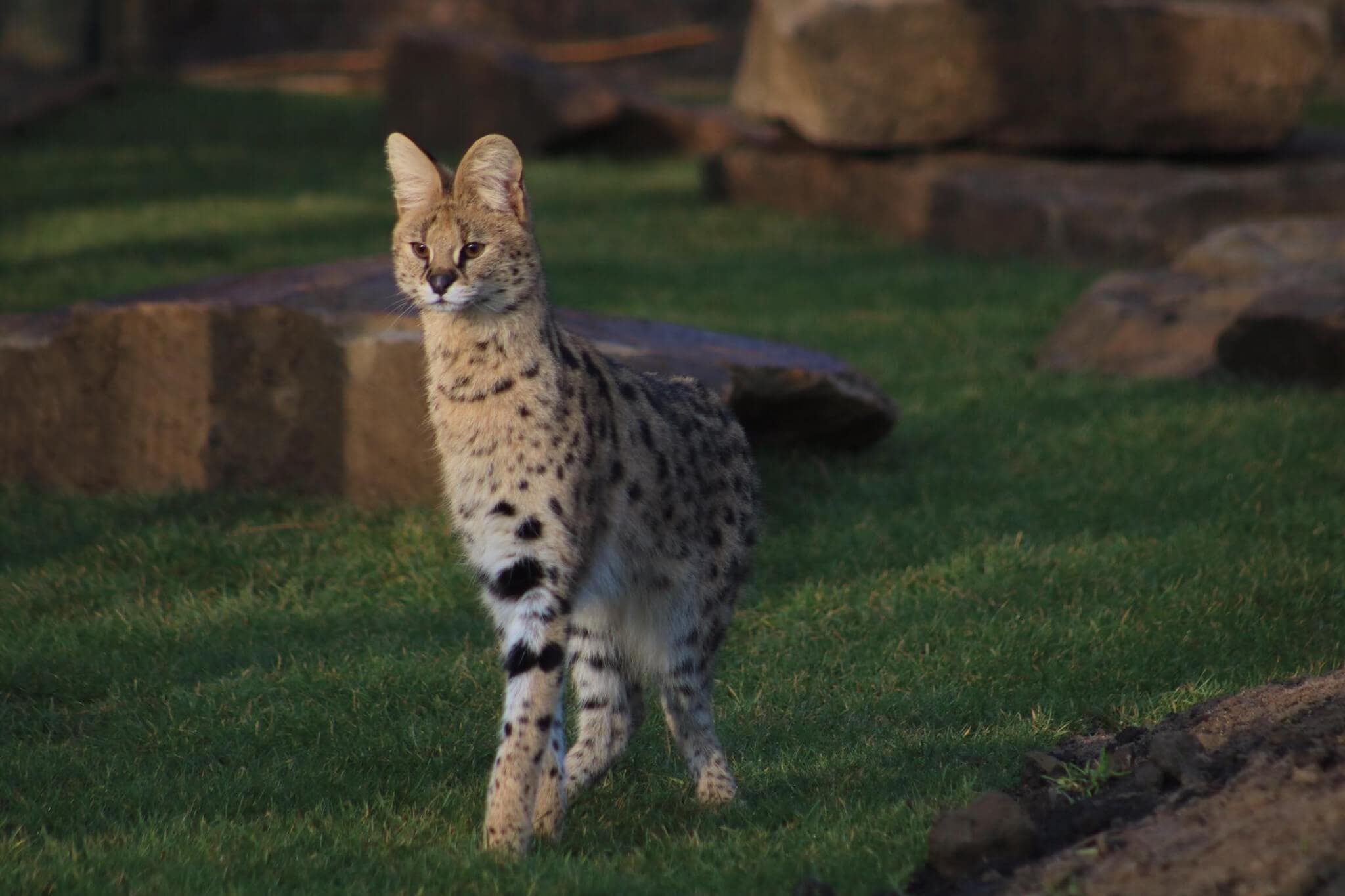 Ponderosa Zoo